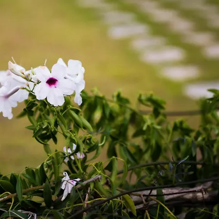 Dallas Aparthotel Svoronata